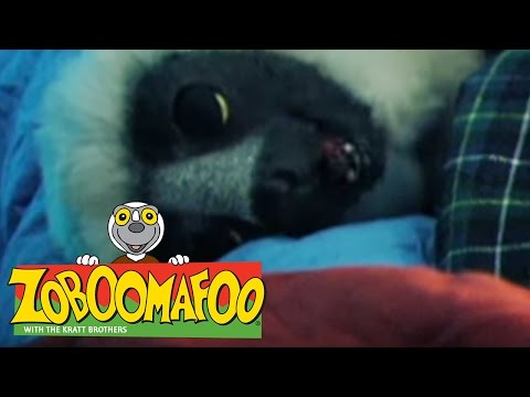 🐒 Zoboomafoo 🐒 109 | Night Time - Full Episode | Kids TV Shows