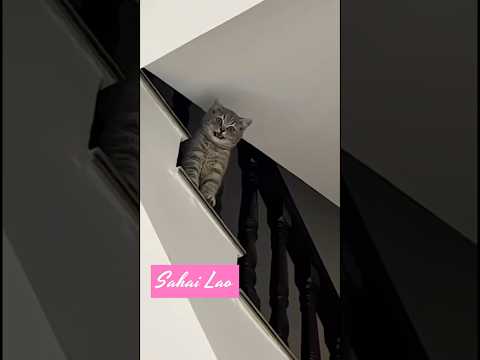 Funny moment #funnycats #funnymoments #funnyvideo