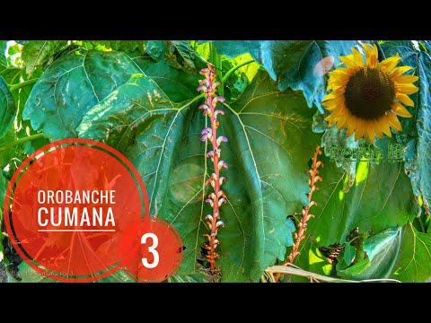 Orobanche Cumana ep. 3 - Lupoaie, Floarea-soarelui. Infectie secundara. La inflorit.