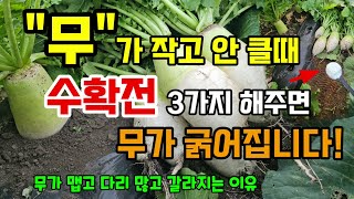 김장무가 작고 안클때 수확전 이렇게 해주면 무가 굵어집니다 무가 맵고 다리많고 갈라지는 이유 물주는 이유 #…