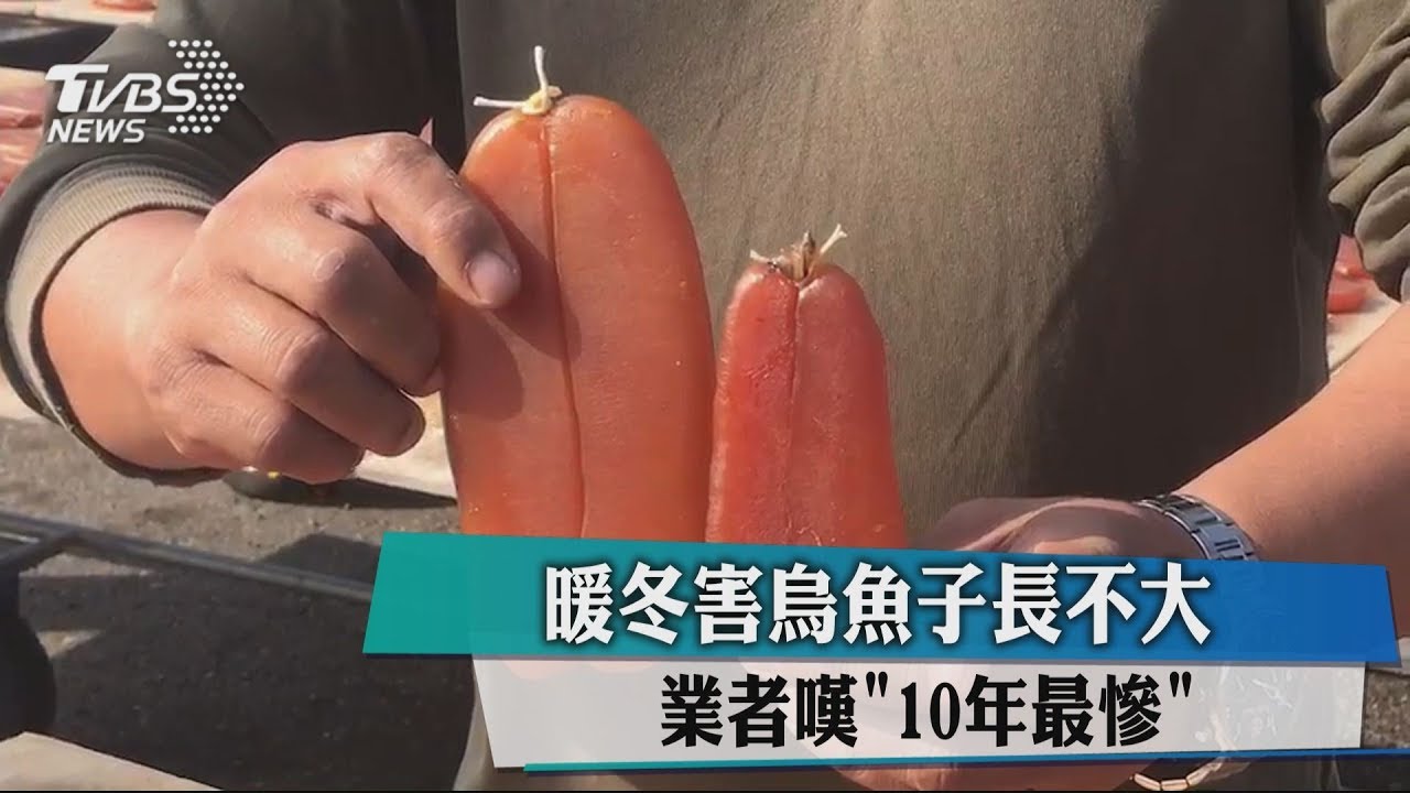 暖冬害烏魚子長不大 業者嘆「10年最慘」