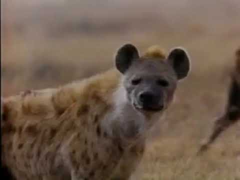 ASAS SOBRE O SERINGETI o ciclo da vida animal (documentario antigo)