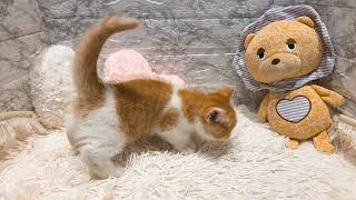 ミヌエットの動画01