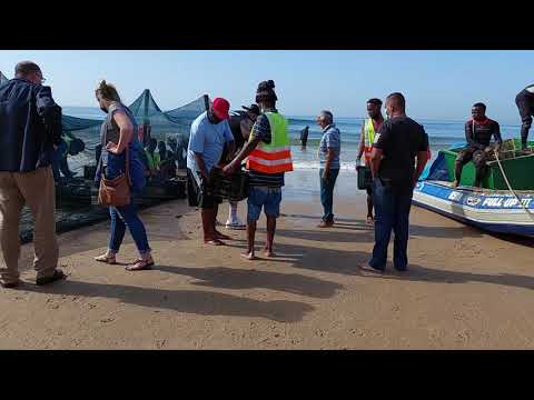Sardines netted at Durban Beachfront