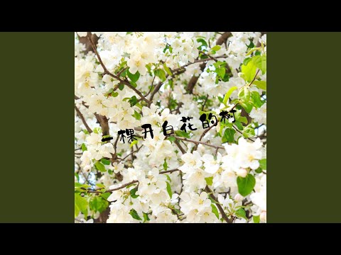 會開白花的樹