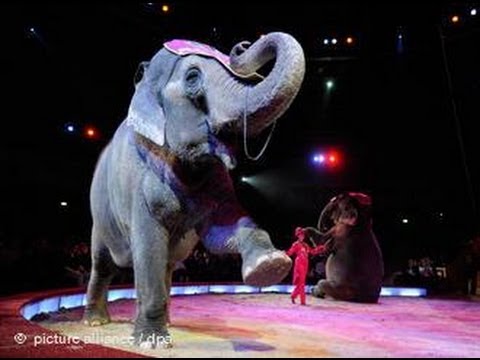 Raus aus der Manege - Wildtierverbot im Zirkus | Politik direkt