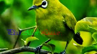 Download lagu Indahnya kicauan alami pleci gacor di alam liar mp3 Download lagu Indahnya kicauan alami pleci gacor di alam liar mp3