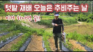 딸기 재배만이 아닌 노지재배에서도 유기물 관리는 필수입니다