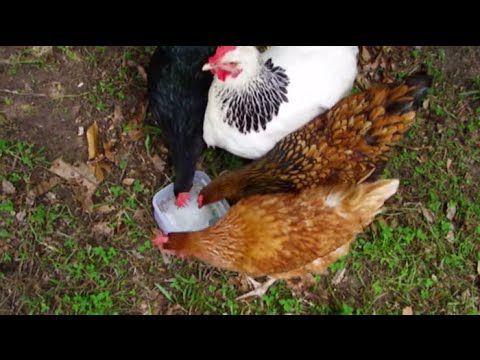 How to Raise Chickens in Hot Climates - Fun video about chickens eating ice for the first time