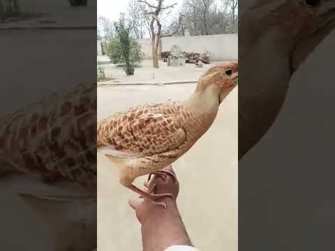 #foryou #nature #2024 #dhkne #teeter @shehrmaindihat