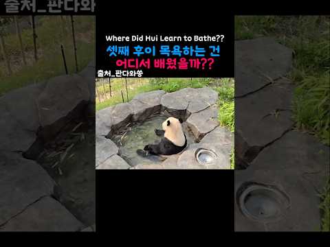 Where did hui learn to bathe? 셋째 후이 목욕하는건 어디서 배웠을까? #아이바오 #러바오 #푸바오 #루이바오 #후이바오 #healing