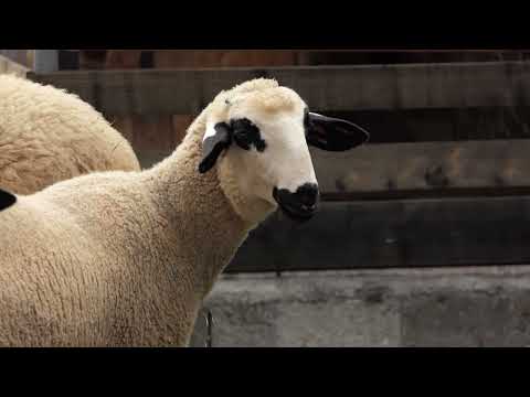 Domaćine kako radiš 15.10.2025. Uzgoj sjeničke pramenke