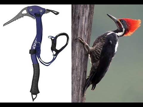 Webinar Series Design for Life How to Apply Life's Principles to your Product, Process or Solutions