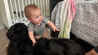 Bernese Mountain Dog Teaches Baby To Stand For The first Time