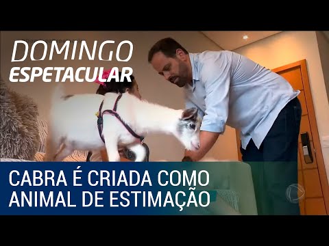 , title : 'Cabra é criada como animal de estimação no litoral de SP; conheça!'