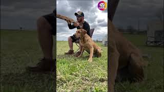 labrador retriever training