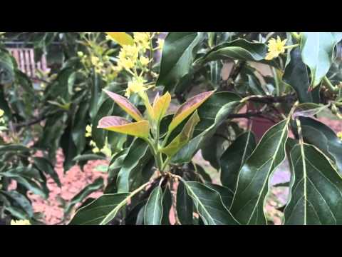 Avocado - The trick/secret to avocado pollination and...