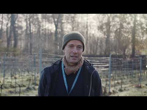 What it's like to work as a vineyard manager - Tom's role in viticulture - TIAH