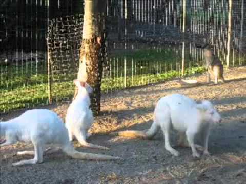 Rolf Harris - Six white boomers