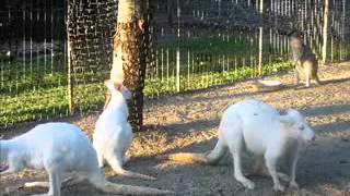 Rolf Harris - Six white boomers