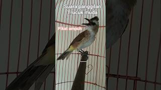 Download lagu suara panggilan trucuk muda #1. #hobiburung #trucukgacor #trucuktarung #suarapikat #ampuh mp3 Download lagu suara panggilan trucuk muda #1. #hobiburung #trucukgacor #trucuktarung #suarapikat #ampuh mp3
