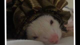 RIP Albino Ferret Chris de Burgh There is a Star Up in Heaven Tonight