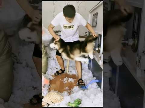 Réaction amusante d'un chien partie 3