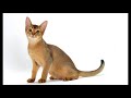 how long does an abyssinian cat live