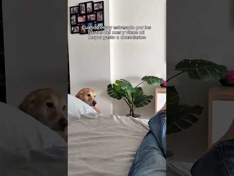 Una ruina con pelo viene a verme la película     #perro #gracioso #humor #perros #perrosespaña #perr