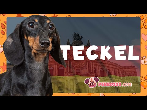 Guía oficial de Teckel de Pelo Largo