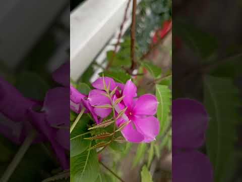 Beautiful nature in earth #nature #beatifulnature #music #love #travel #song