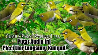 Download lagu MP3.. Suara Pikat Burung Pleci Ribut. Semua Jenis Pleci Pasti Turun.. mp3 Download lagu MP3.. Suara Pikat Burung Pleci Ribut. Semua Jenis Pleci Pasti Turun.. mp3