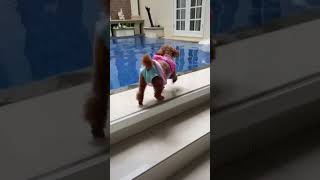 Download lagu PURA2 TENGGELAM DEPAN ANJING AKU!! #shorts mp3 Download lagu PURA2 TENGGELAM DEPAN ANJING AKU!! #shorts mp3