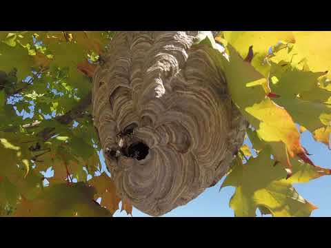 Bald-Faced Hornets Bother Residents in Eatontown, NJ