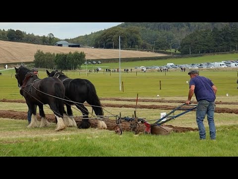 Traditional Irish Horse Ploughing at National Ploughing Championships 2022, Ireland