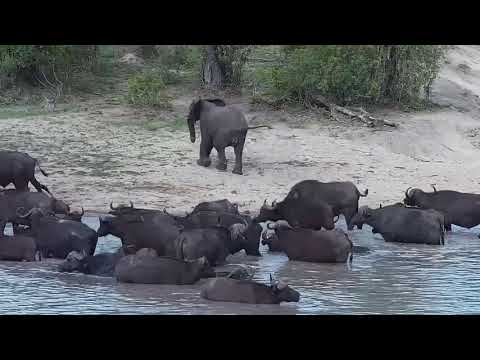 Djuma: Lone Elephant comes out during Buffalo herd at the dam - 16:06 - 11/13/21