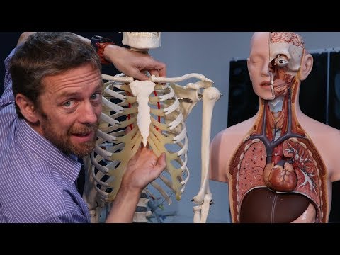 Internal and lateral thoracic (or mammary) arteries