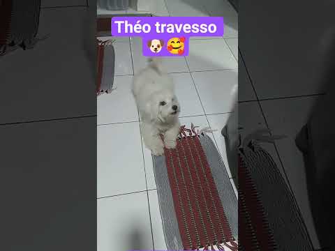 Théo travesso 🐶 #pets engraçado Samos de Tuparetama Pernambuco sejam bem vindos 😘