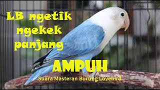 Download lagu SUARA MASTERAN BURUNG LOVEBIRD NGETIK NGEKEK PANJANG | AMPUH mp3