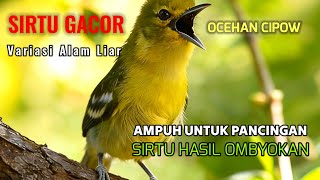 Download lagu Pancingan sirtu terbaik sepanjang masa,ampuh bikin emosi lawan mp3