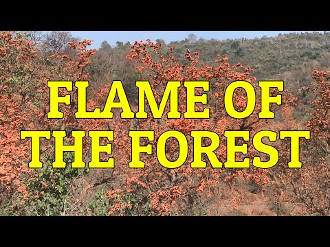 Flame Of The Forest (किंशुक, पलाश) In Full Bloom
