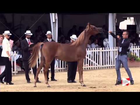 N.40 JULY V - Menton 2015 - Fillies 2 years old (Class 2B)