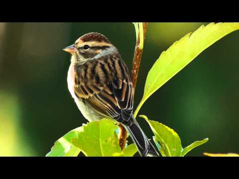 20111015(093631).m2ts CHSP