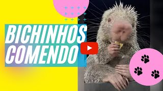 BICHINHOS COMENDO