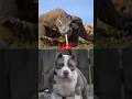Kya Ho Komodo Dragon Aur Pitbull Dog Me Ladai Ho To Kon Jitega Ap Hme Comment Kar Ke Btaya
