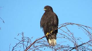 Red tail hawk (dark morph)