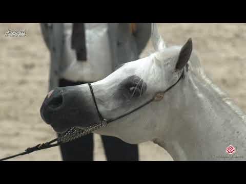 N 85 FM GLORIAA   Paris 2019   Senior Females Class 3B