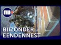 Eendenkuikens maken sprong van 1,5 meter uit nest | NU.nl