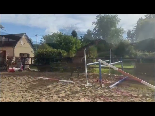 Merrie Selle Fran&ccedil;ais Te koop 2022 Donker bruin / bai ,  Atome des Etisses