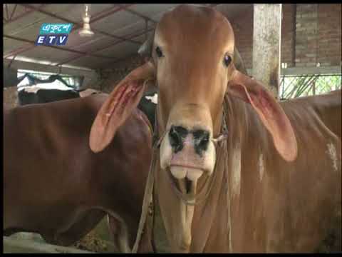 ঈদ সামনে রেখে কোরবানীর পশু পরিচর্যায় ব্যস্ত খামারীরা | ETV News